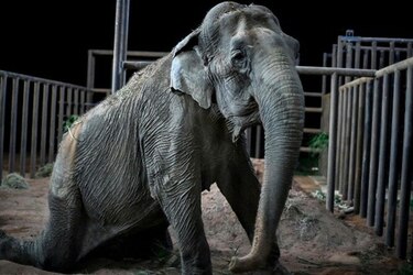 Ramba, una elefanta rescatada de un circo, llega a santuario de Brasil