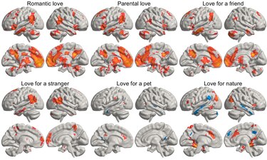 ¿Se ama con el corazón o con el cerebro? Un estudio descubre dónde nace este sentimiento