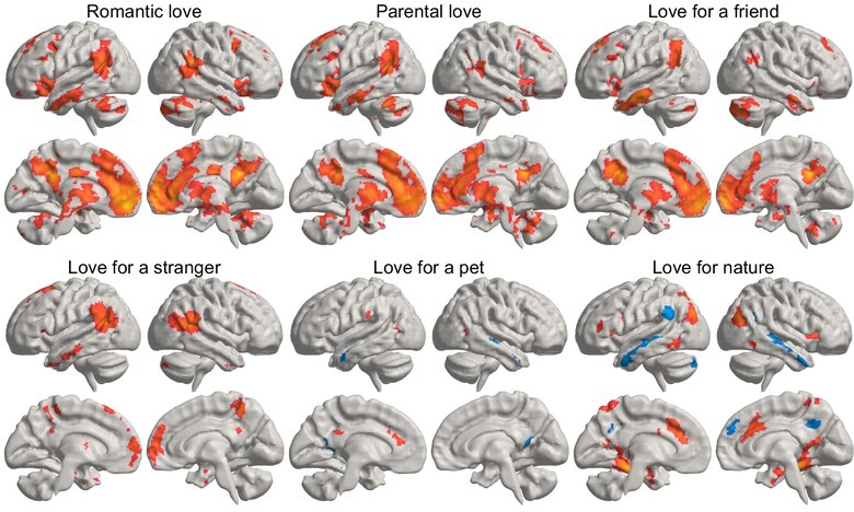¿Se ama con el corazón o con el cerebro? Un estudio descubre dónde nace este sentimiento