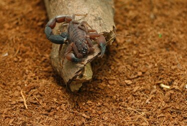 Nueva ley busca garantizar el acceso a sueros ante mordeduras o picaduras de especies venenosas