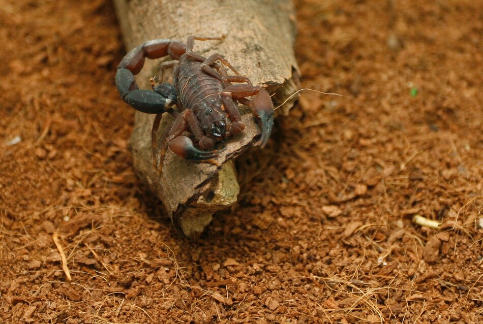 Nueva ley busca garantizar el acceso a sueros ante mordeduras o picaduras de especies venenosas