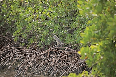 El mundo del Smithsonian en su pantalla