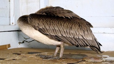 Pelícanos, en peligro por intoxicación