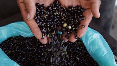 Guandú, un alimento sano y versátil