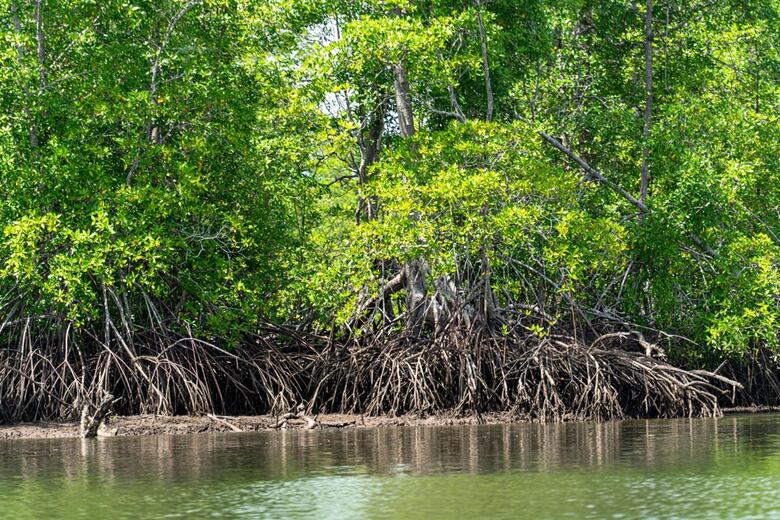 Puerto Barú: CSJ admite demanda contra resolución que aprobó estudio ambiental
