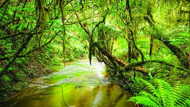 Los servicios de los ecosistemas de bosques