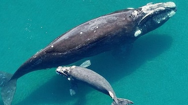 Nacimientos de ballena franca en nivel más bajo en 17 años