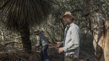 Por qué la clamidia amenaza con extinguir a los koalas y la isla que puede salvarlos