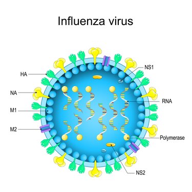 Influenza A(H3N2) en Panamá: qué son los clados, subclados y variantes