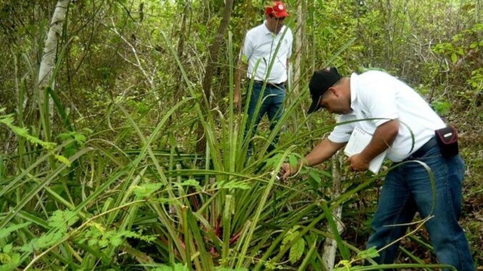 Comunidad de Macaracas pide salvar la reserva forestal Buena Vista