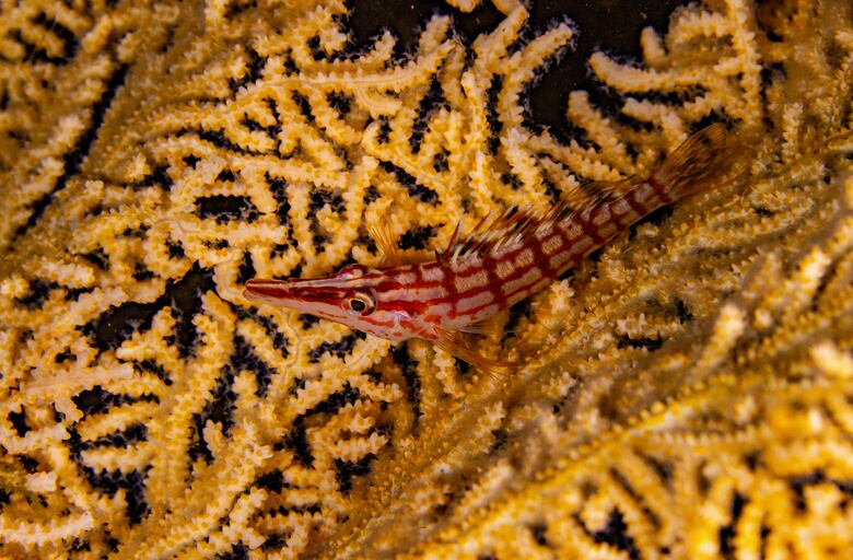 Colombia anuncia en la Cumbre del Océano la creación de nueva reserva marina en el Caribe