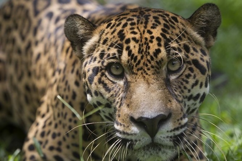 Nuevo estudio sobre especies amenazadas de Panamá está casi listo