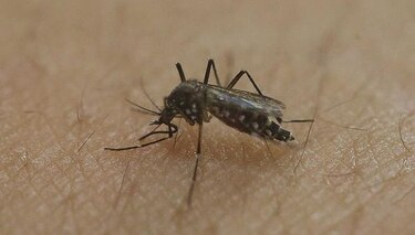 El virus Zika llega a la capital inglesa