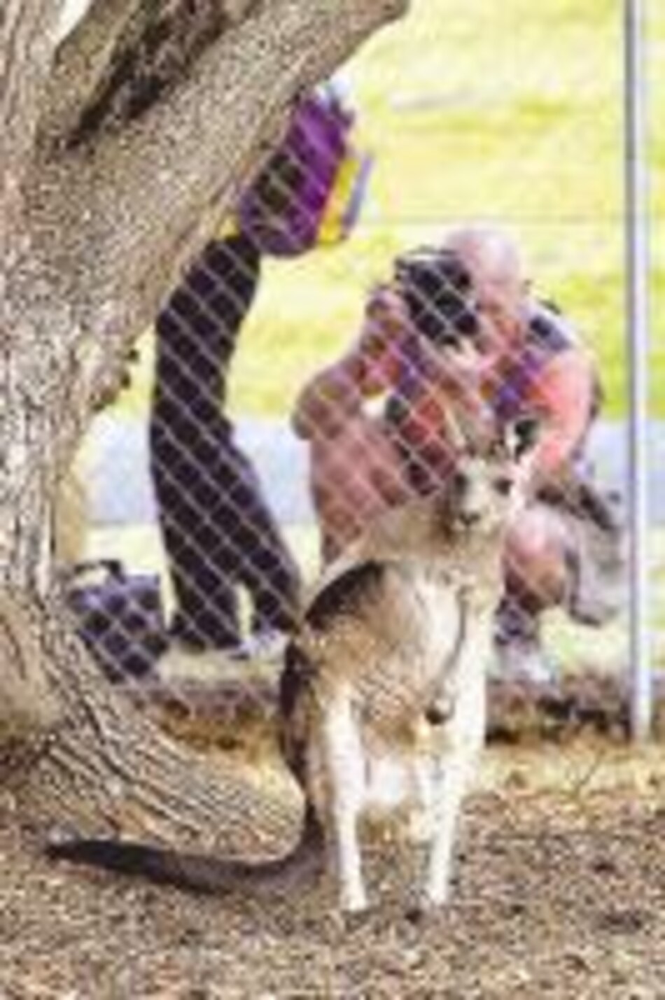 Canguro salva a granjero australiano