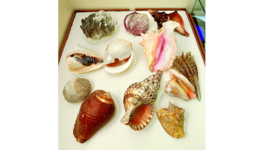 El estudio de los moluscos en Panamá