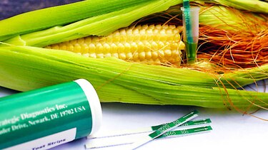 FRANCIA anula la prohibición de maíz transgénico