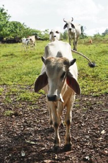 Pérdidas millonarias en el agro por sequía