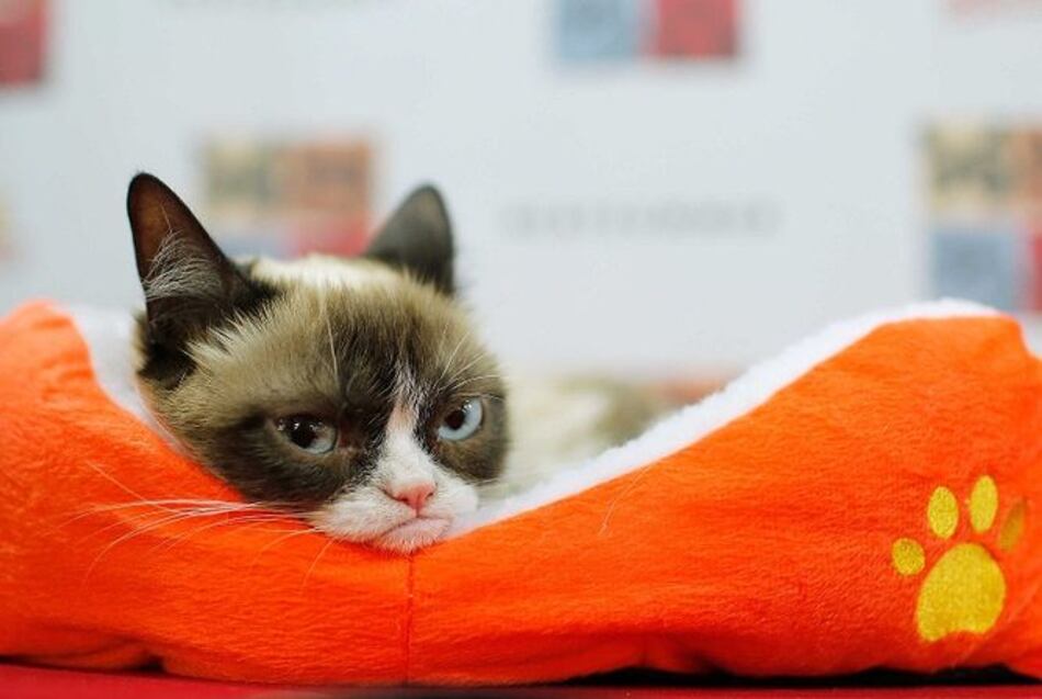 Grumpy Cat, el gato de los memes, gana demanda