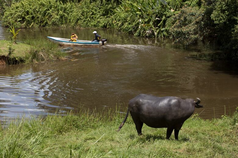 Historias de Coclesito