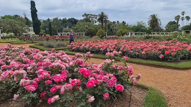 Entre rosas y bonsáis