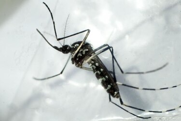 Casos de 'chikungunya' aumentan; Minsa llama a la prevención