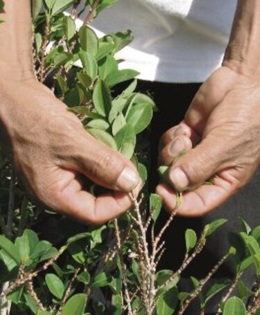 Bolivia planea producir abono con hoja de coca