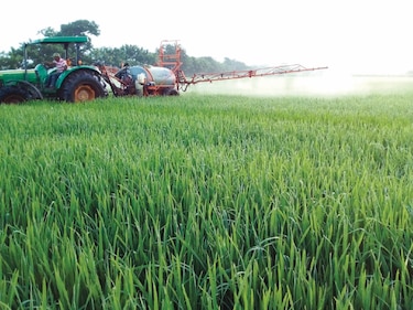 Arroceros rechazan ‘factoring’ para cobrar compensación del precio del arroz