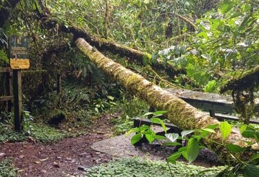 Suspenden acceso al sendero Los Quetzales tras colapso de varios árboles