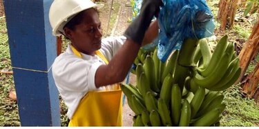 Colombia declara emergencia nacional por plaga letal para el banano