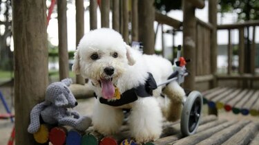 La historia de 'Lucho', el poodle sobre ruedas víctima del maltrato