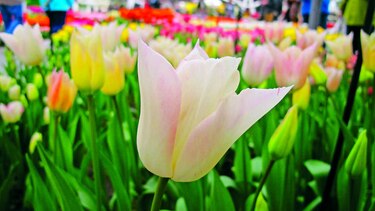Tulipanes en un parque de Holanda