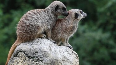 El zoo que se sumó a la semana del ‘Gay pride’