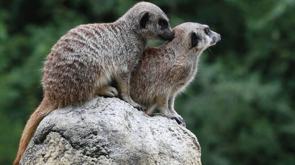 El zoo que se sumó a la semana del ‘Gay pride’