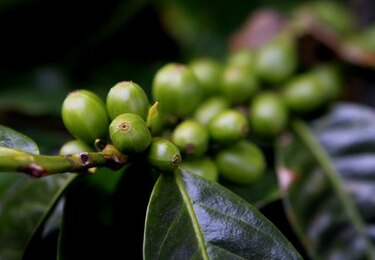 Panamá oferta café especial en segunda subasta electrónica este año