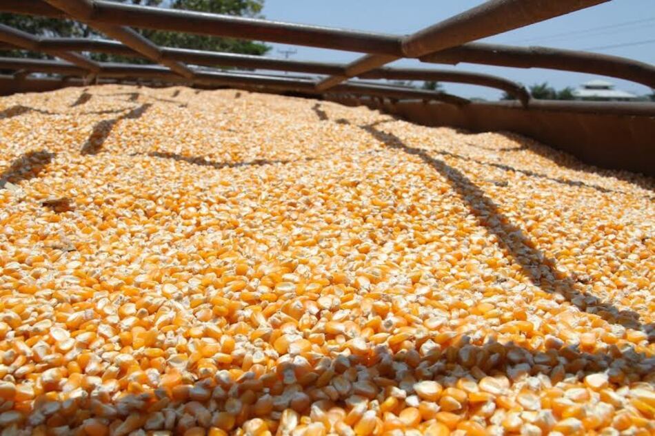 Productores agrícolas reciben pagos del MIDA: detalles y montos