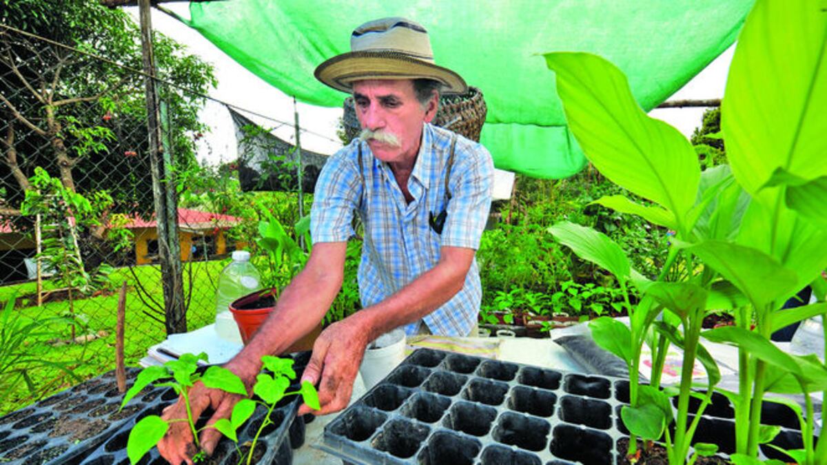 Una vez se define el espacio se debe planificar la cantidad de plantas a cultivar, la distancia de siembra entre una y otra planta, y la rotación de cultivos.