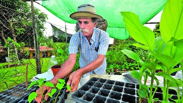 Consumidores hacen sus huertos