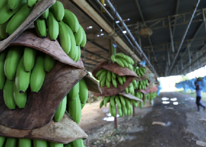 Panamá y el fracaso bananero: ¿Será Changuinola el próximo Puerto Armuelles?