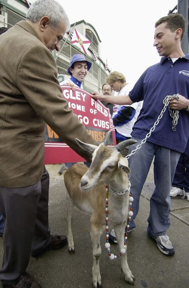 Los Cachorros de Chicago y la maldición de la cabra