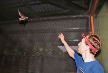 Murciélagos, buenos aprendices