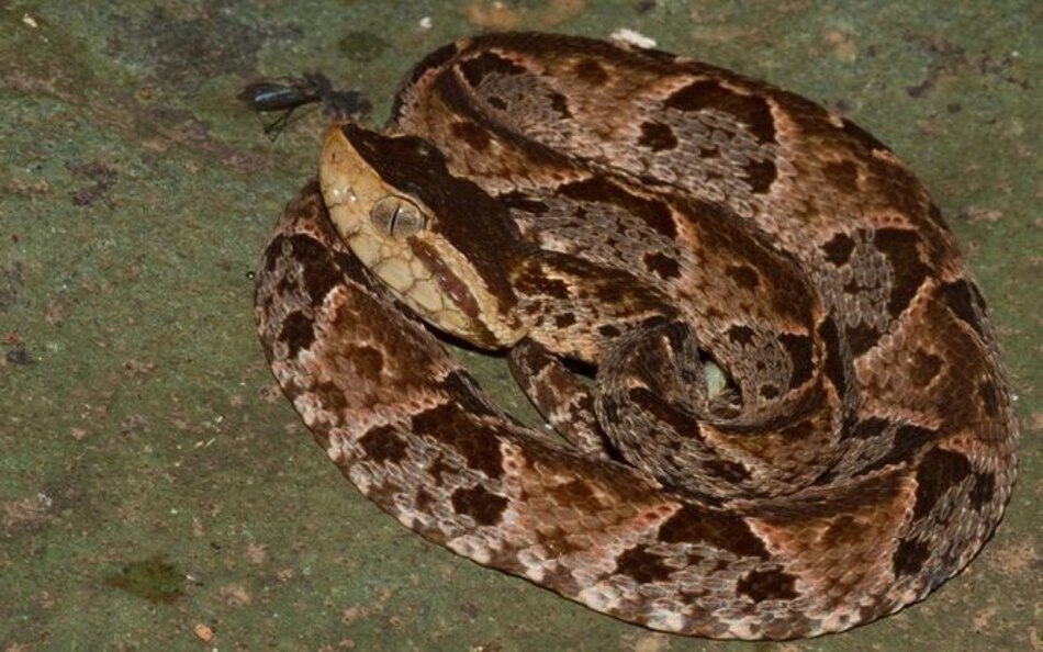 Estudio científico liderado por panameño gana premio internacional