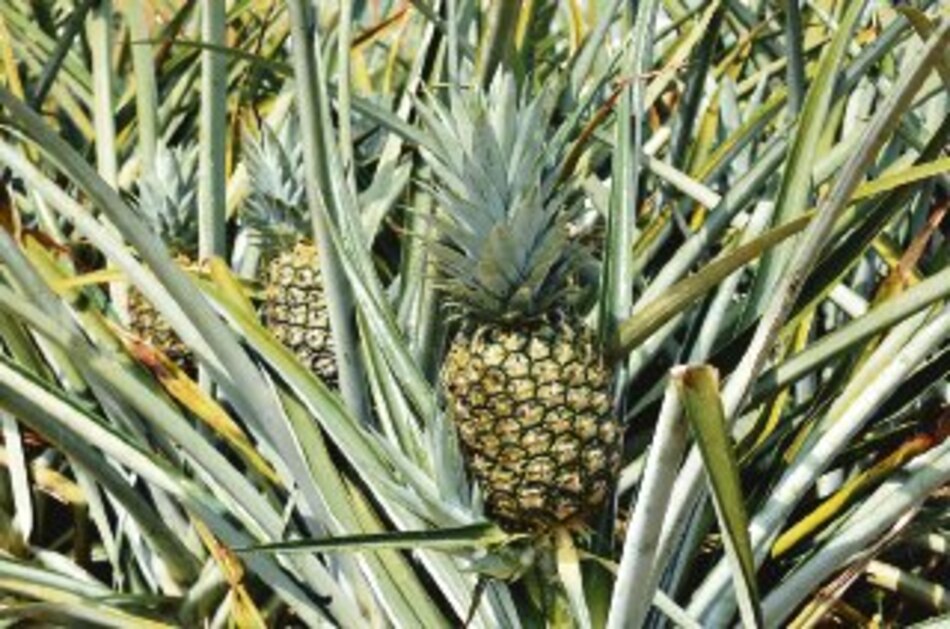 Crece apetito por exportar al Caribe