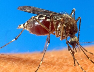 Detectan nuevo caso de 'Chikungunya' en Panamá; van 14 personas afectadas