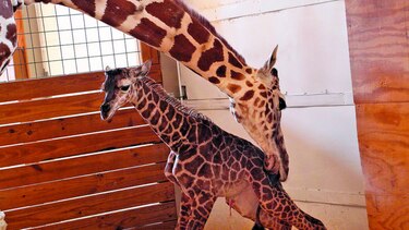 Jirafa April, estrella de internet