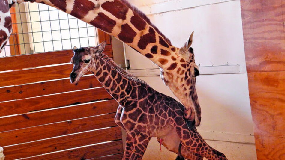 Jirafa April, estrella de internet