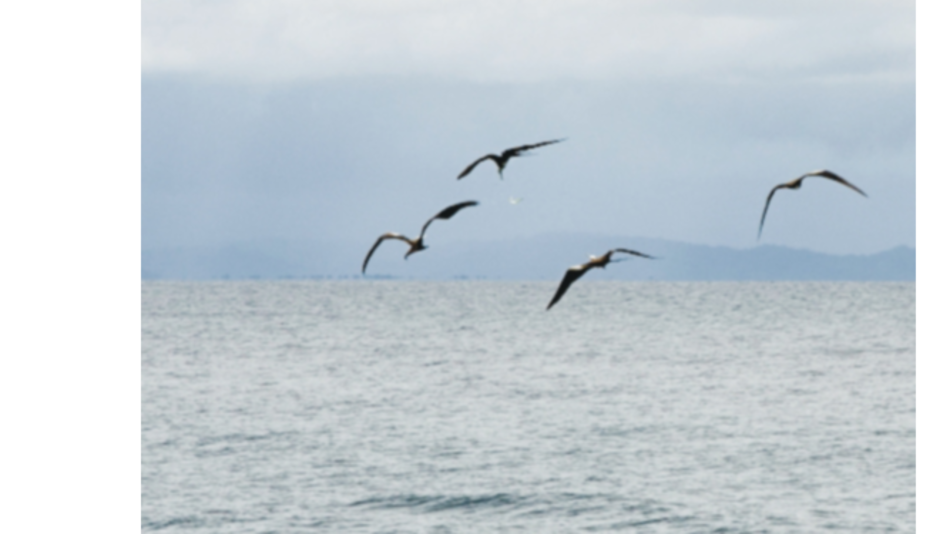 La pérdida de oxígeno, una amenaza para los océanos