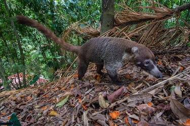 Animales reforestadores