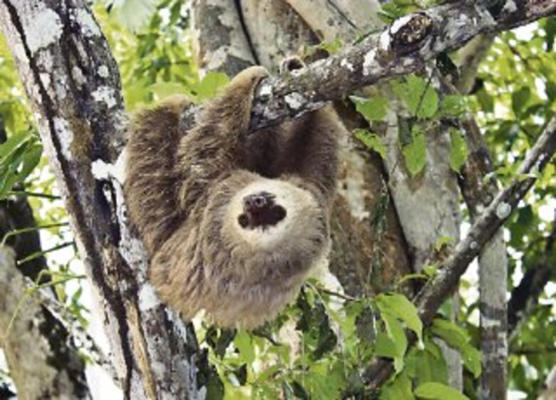 Sendero, árboles y un nuevo hogar