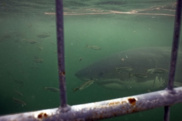 Advierten que más de un tercio de las especies de tiburones están bajo amenaza