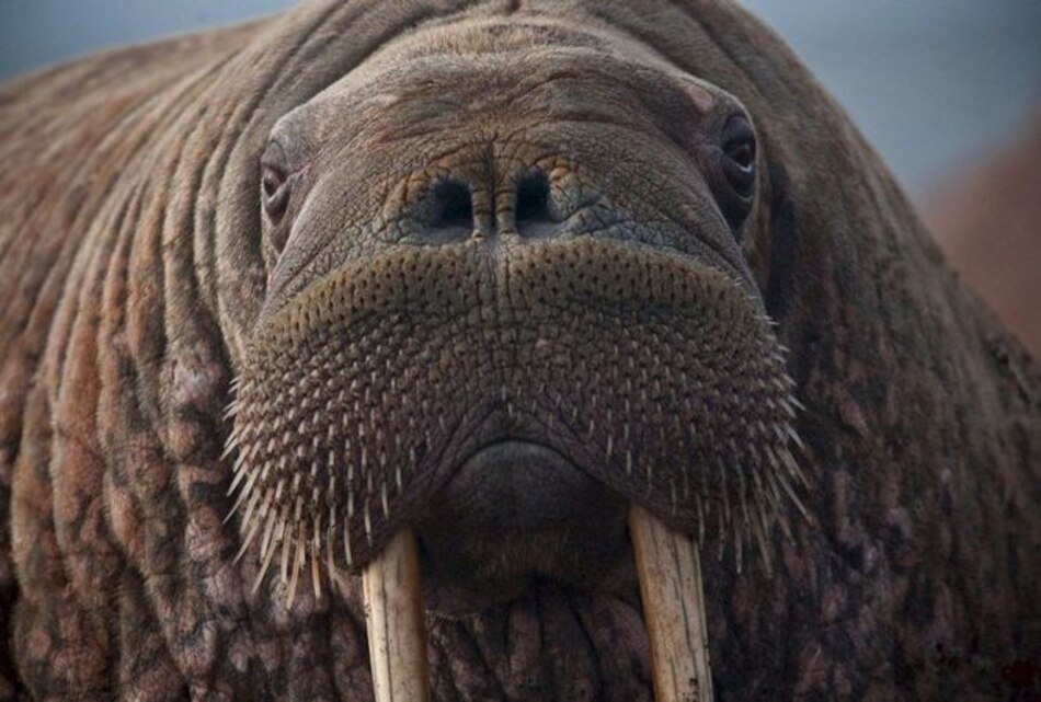 Morsas y caribús están 'amenazados de desaparición' en el Ártico